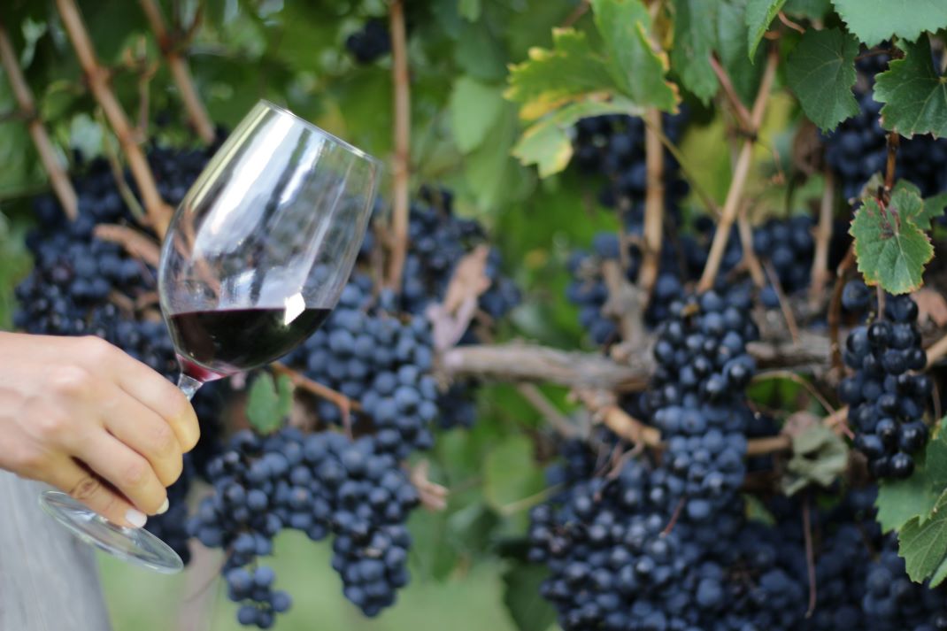 Imagen de galería 1